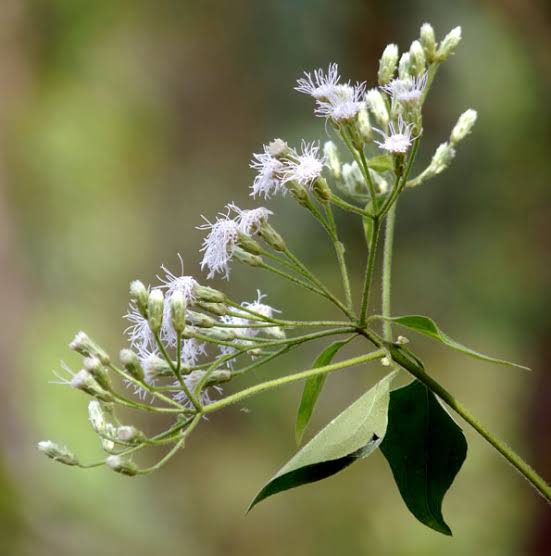 Chromolaenaodorata Tea: Properties, Uses and Precautions