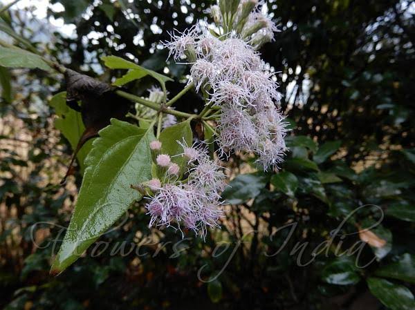 Chromolaenaodorata Tea: Properties, Uses and Precautions Chromolaenaodorata Tea: Properties, Uses and Precautions