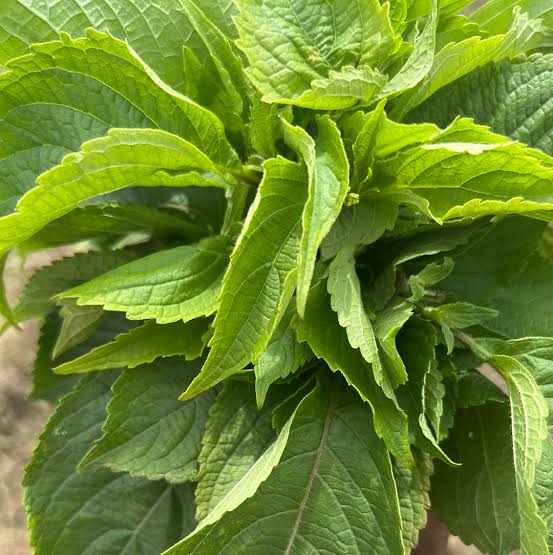 Benefits of Nunum Leaves