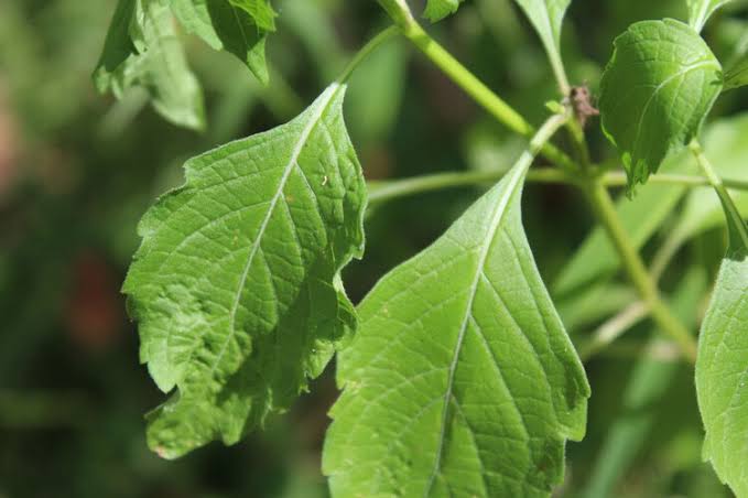 Benefits of Nunum Leaves