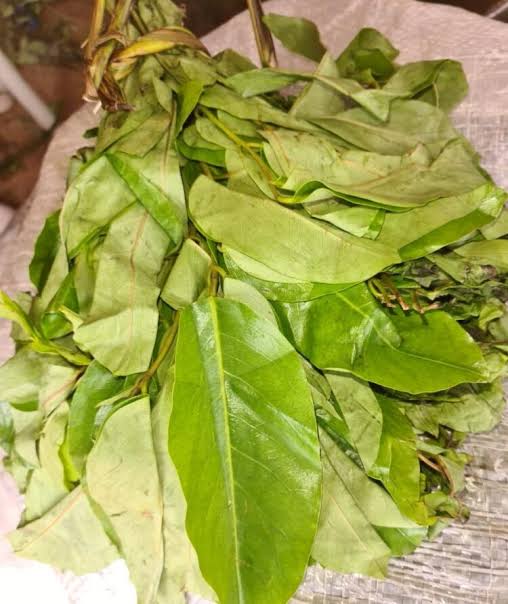 Uses and Benefits of Oha Leaf