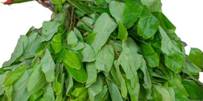 Uses and Benefits of Oha Leaf