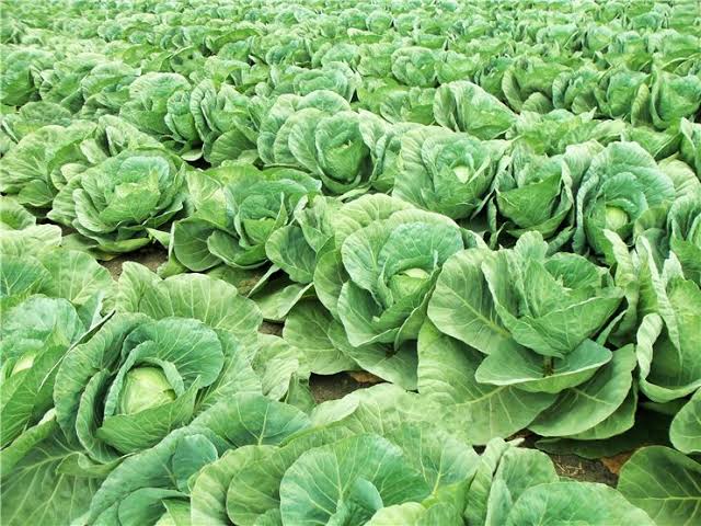 History and Significance of Cabbage