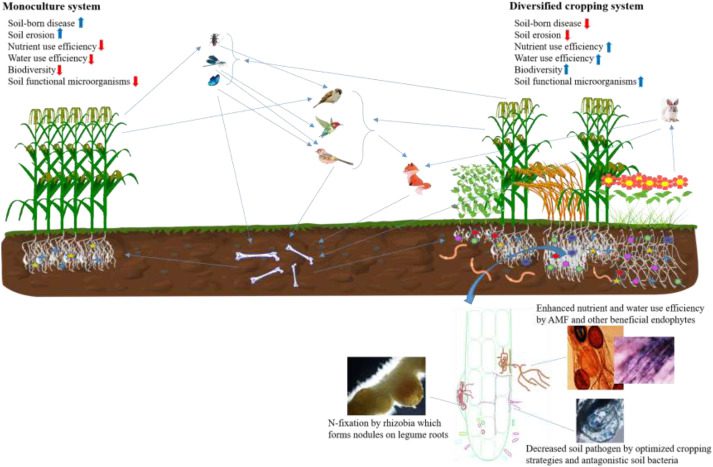 The Impact of Cropping Systems on Agricultural Sustainability