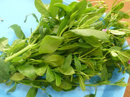 Afang Leaf and Its Health Benefits Afang Leaf and Its Health Benefits