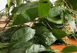Afang Leaf and Its Health Benefits Afang Leaf and Its Health Benefits