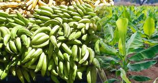 Complete Guide On Plantain Farming