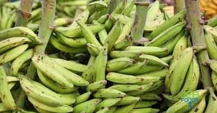 Complete Guide On Plantain Farming