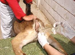 Difference Between Natural Mating and Artificial Insemination Differentiate Between Natural Mating and Artificial Insemination
