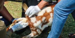 Difference Between Natural Mating and Artificial Insemination Differentiate Between Natural Mating and Artificial Insemination