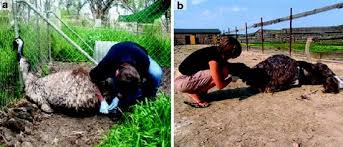 Difference Between Natural Mating and Artificial Insemination Differentiate Between Natural Mating and Artificial Insemination