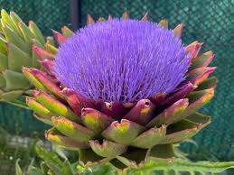 Complete Practical Growing and Care Guide of Artichoke Flowers
