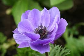 Complete Practical Growing and Care Guide of Anemone Flower Complete Practical Growing and Care Guide of Anemone Flower