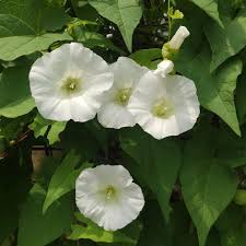 Complete Practical Growing and Care Guide of Bindweed Flowers