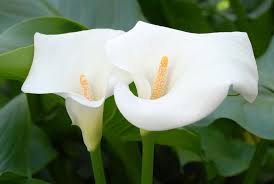 Complete Practical Growing and Care Guide of Calla Flowers