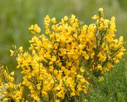 Complete Practical Growing and Care Guide of Broom Flowers