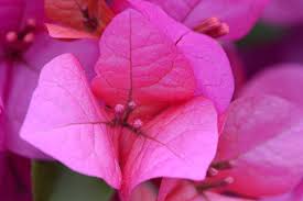 Complete Practical Growing and Care Guide of Bougainvillea Flowers