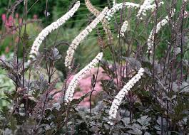 Complete Practical Growing and Care Guide Bugbane of Flowers