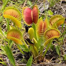 Complete Practical Growing and Care Guide of Carnivorous plants Flowers