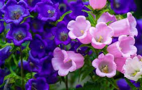 Complete Practical Growing and Care Guide of Canterbury Bell Flowers Complete Practical Growing and Care Guide of Canterbury Bell Flowers