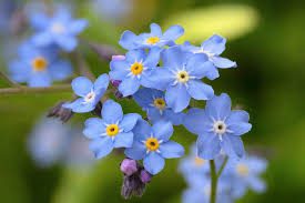 Complete Practical Growing and Care Guide of Forget me not Flowers