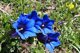 Complete Practical Growing and Care Guide of Gentian Flowers Complete Practical Growing and Care Guide of Gentian Flowers