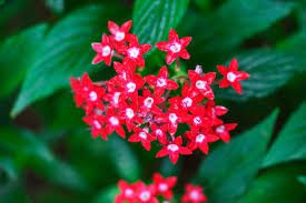 Complete Practical Growing and Care Guide of Ginseng Flowers Complete Practical Growing and Care Guide of Ginseng Flowers