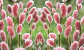 Complete Practical Growing and Care Guide of Pussy willow Flowers Complete Practical Growing and Care Guide of Pussy willow Flowers