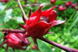 Complete Practical Growing and Care Guide of Sorrel Flowers