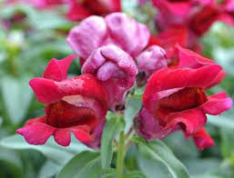 Complete Practical Growing and Care Guide of Snapdragon Flowers