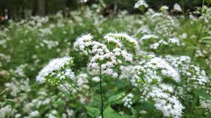 Complete Practical Growing and Care Guide of Snakeroot Flowers