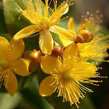 Complete Practical Growing and Care Guide of Saint John’s wort Flowers