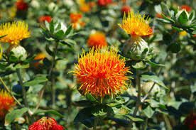 Complete Practical Growing and Care Guide of Safflower Flowers