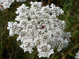 Complete Practical Growing and Care Guide of Queen Anne’s lace Flowers