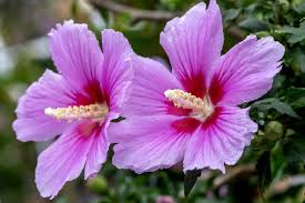 Complete Practical Growing and Care Guide of Rose of Sharon Flowers