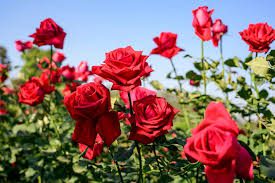 Complete Practical Growing and Care Guide of Rose Flowers