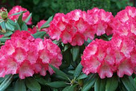 Complete Practical Growing and Care Guide of Rhododendron Flowers