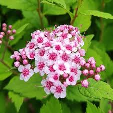 Complete Practical Growing and Care Guide of Spiraea Flowers