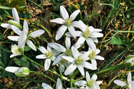 Complete Practical Growing and Care Guide of Star of Bethlehem Flowers