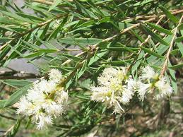 Complete Practical Growing and Care Guide of Melaleuca Flowers