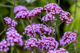 Complete Practical Growing and Care Guide of Verbena Flowers