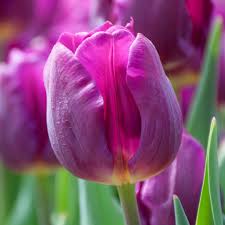 Complete Practical Growing and Care Guide of Tulip Flowers