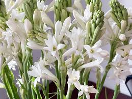 Complete Practical Growing and Care Guide of Tuberose Flowers