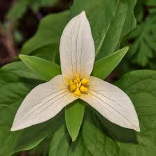 Complete Practical Growing and Care Guide of Trillium Flower