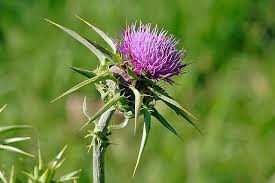 Complete Practical Growing and Care Guide of Thistle Flowers