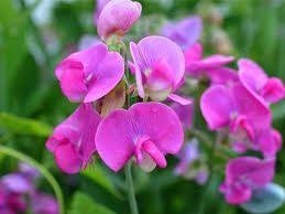 Complete Practical Growing and Care Guide of Sweet pea Flowers