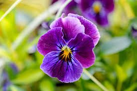 Complete Practical Growing and Care Guide of Violet Flowers Complete Practical Growing and Care Guide of Violet Flowers