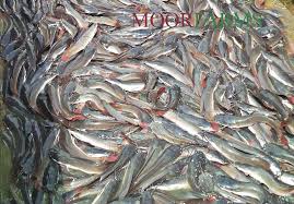 Complete Practical Guide on Organic Catfish Farming Business