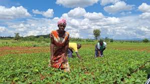 Complete Practical Guide on Soybean Farming