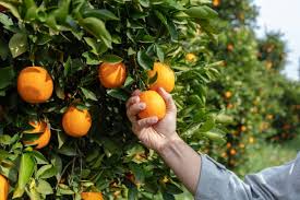 Complete Practical Guide on Orange Farming